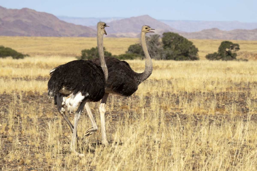 Ostrich pair, Namib-Naukluft, Sossusvlei, Namibia